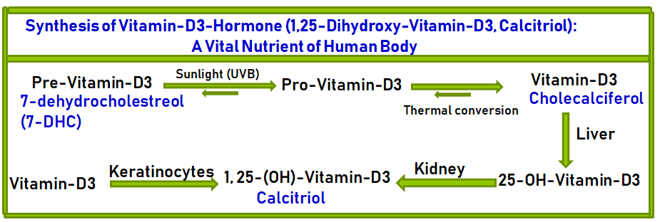 Skin Synthesis of Vitamin-D3 Hormone