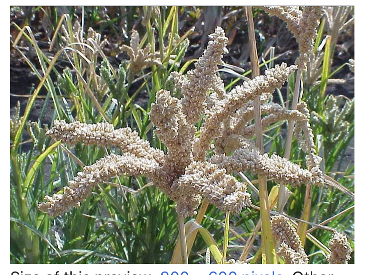 Is-Finger-Millet-Hallmark-of-Nutrition-and-Health-Benefits?- The Finger-Looking-plant