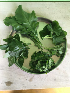 moringa with mixed greens to boost iron deficiency